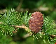  larix park