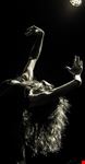 spettacoli di danza