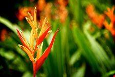  giardino botanico