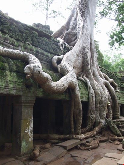 Ta Prohm Ta Prohm  