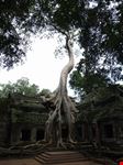 Alberi monumenti