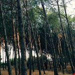  pineta svitale