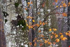  serate d autunno