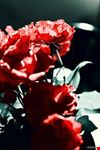  rising love