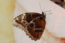 butterfly arc
