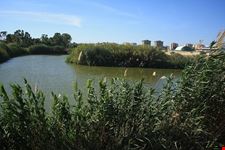  parco molentargius saline