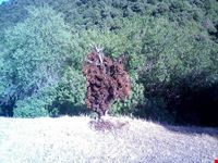 riserva wwf di capoterra