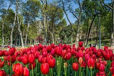  parco guelhane