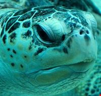 acquario acquario
