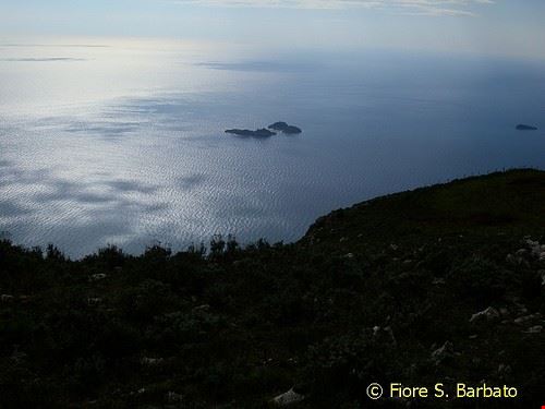 Li Galli Positano Fiore S. Barbato - Attribution-ShareAlike License (http://creativecommons.org/licenses/by-sa/2.0/) Fiore S. Barbato