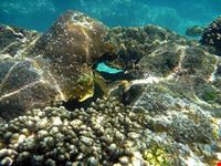  diving e snorkeling