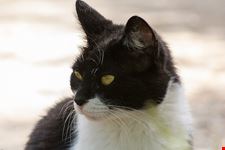  templo del gato