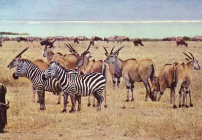 Animali nel Parco Nazionale di Nairobi