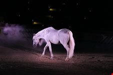  white horse
