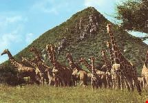 Branco di giraffe
