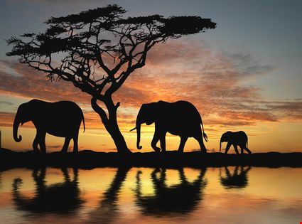  Lamu TebNad   - ©Shutterstock TebNad  