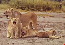 Leonessa con figli