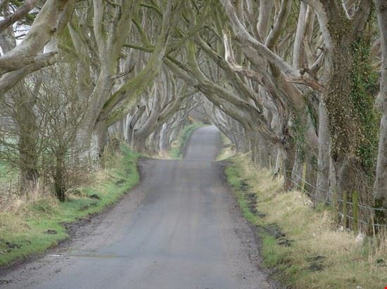  Il sentiero Dark Hedges presso Ballymoney  