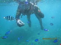  asinara daving center di conconi alberto e c diving center
