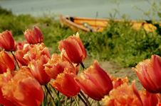  i tulipani