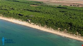  pineta del tombolo