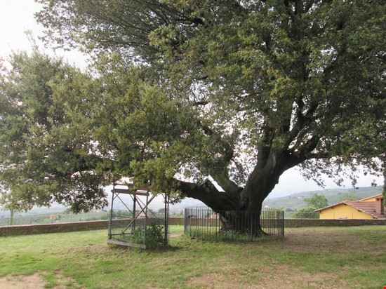  Chiesetta e leccio di Faltognano. E' un grosso albero con una circonferenza di 5,20 m e un altezza di 19m ed ha almeno 200 anni.  
La leggenda narra che la forma insolita della pianta "quercus ilex", sarebbe stata determinata da una capretta che ne avrebbe brucato le foglie quando il leccio era solo una piantina. 
Rimane sempre verde anche d’inverno. 
Nel 2007 è stato addirittura premiato con il “Turing” dei Consoli della Toscana per gli alberi monumentali.  