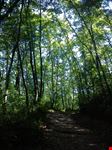Bosco del parco di Canonica