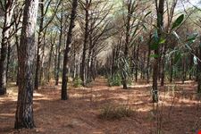  pineta colamaio