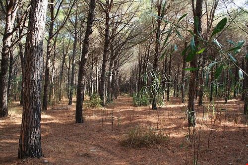 Pineta Colamaio - SheaAk - SheaAk - Attribution-NoDerivs (http://creativecommons.org/licenses/by-nd/2.0/)