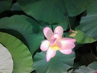 magnifici fiori di loto