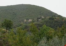  collepino