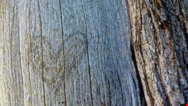  arte legno di passeri roberto