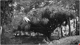 orto botanico