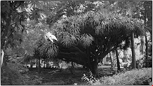 Orto Botanico  - Franco Torcellan - Franco Torcellan - Attribution-NonCommercial-NoDerivs (http://creativecommons.org/licenses/by-nc-nd/2.0/)