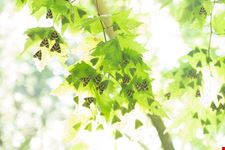  la valle delle farfalle