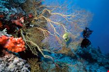 Il mare delle isole Salomone