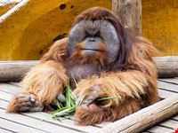  monkey park