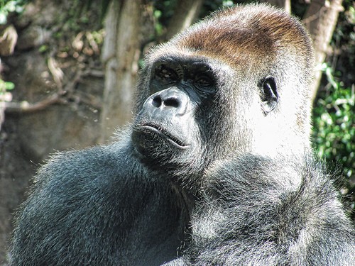  monkey park