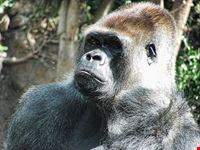  monkey park