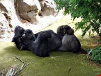  monkey park
