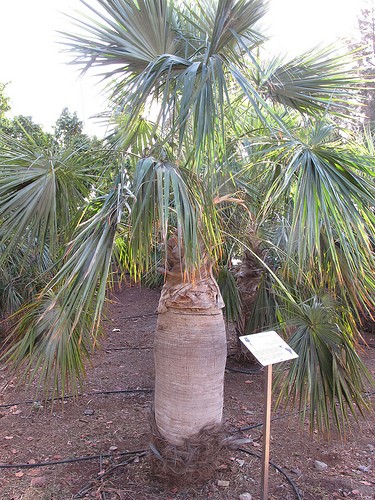  palmetum