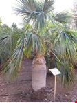  palmetum