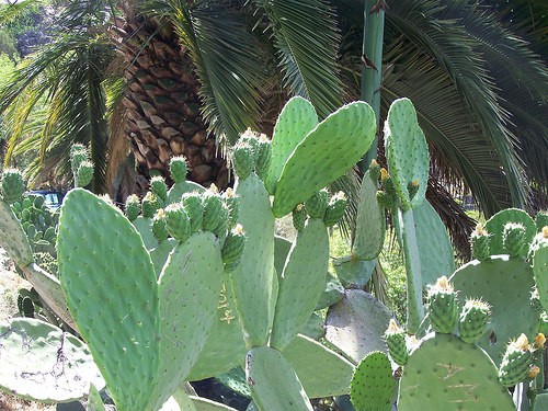  masca