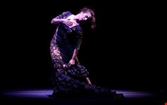  flamenco