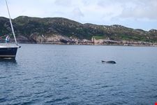  bagno con i delfini