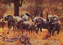 Luangwa: il migliore parco nazionale in Zambia