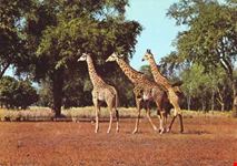 Il Parco nazionale di Luangwa
