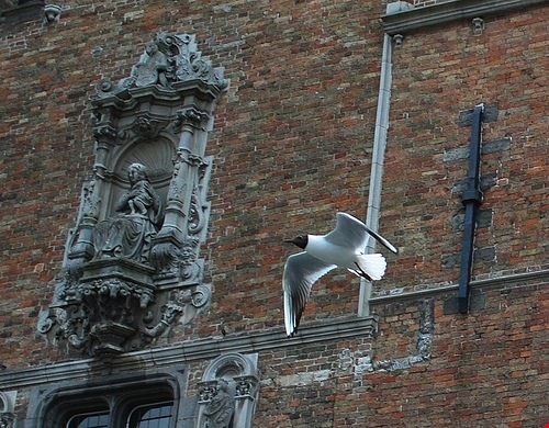 Tour in battello Bruges foqus - Attribution License (http://creativecommons.org/licenses/by/2.0/) foqus