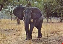 Parco Nazionale del South Luangwa
