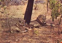 Parco Nazionale del South Luangwa